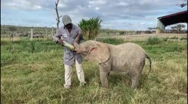 Orphaned albino elephant, Khanyisa, gets her milk bottle from carer, Herman
