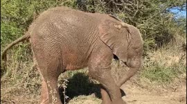 Orphaned albino elephant, Khanyisa, enjoys a refreshing mud bath at the HERD orphanage in South Africa