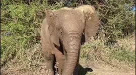 Adorable albino elephant calf loves rolling around in the mud in South Africa