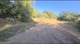 Beautiful sighting of a leopard crossing the road at Jabulani Safari in South Africa