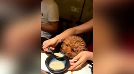 Chinese customer uses spoon to feed dog in restaurant that does not allow pets