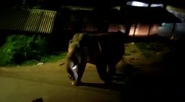 Strutting elephant delights locals in eastern India