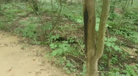 A cute chipmunk living in Odaesan National Park in South Korea.