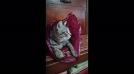 Cute Pet Domestic Shorthair Cat Playing Inside The Shopping Bag