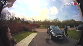 'What I should do?' UK delivery driver chased in circles by dog