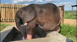 Orphaned elephant calf enjoys a splash in small pool