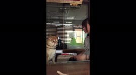 Smart dog does high-five only for food