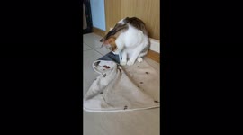 Owner frightened when pet cat punches cockroach and fry to the owner.