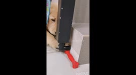 Cute dog can't figure out how to get his toy right in front of him.