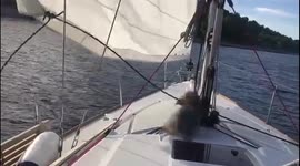 Little dog helps to steer a boat with a sail