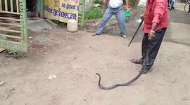 Snake expert removes deadly black cobra from home in central India
