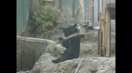 Bear wows zoo goers with kung fu skills as it twirls stick around its head