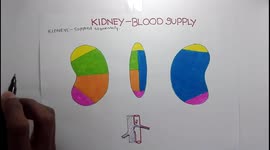 Blood Supply of the Kidney - Overview