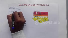Glomerular Filtration, GFR and Factors Affecting Glomerular Filtration Rate(GFR)