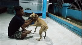 A Dog Practicing Self-Defense With A Karateka Athlete In Sorong, Indonesia
