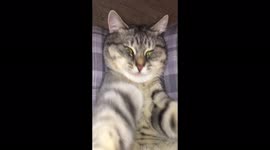 Feisty cat from Minsk, Belarus plays with his tail