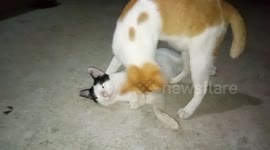 Cats Showing Emotion to His Sibling While Learn How to Hunt