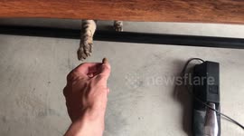 Albus the Silver Bengal Cat Gently Paws Cat Treat out of Owners Hand and eats it
