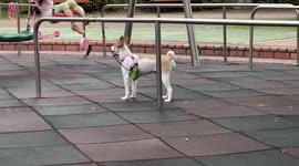 One summer day, a day with a little friend and a dog