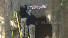 This Birthday Celebration for an Adorable Gorilla is One for the Ages