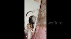 Indian family terrified by tiny baby monitor lizard hiding inside AC unit