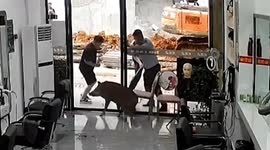 Wild boar shot dead after rampaging into hair salon and injuring two in China