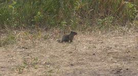 Marmot known as a Whistler in the Canadian Rockies