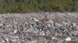 Wild Elk in Northern Canadian Rockies, Yukon Territory