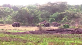 Herd of elephants graze in field in Sri Lanka