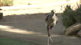 Meet the world's tallest raptor and other rare birds at San Diego Zoo