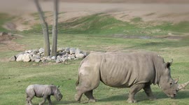 Young captive white rhino calf and mom play in San Diego Zoo