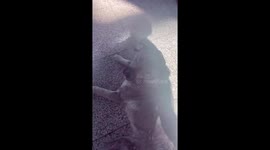 Incredible heartwarming story of dog stranded at airport in Tbilisi