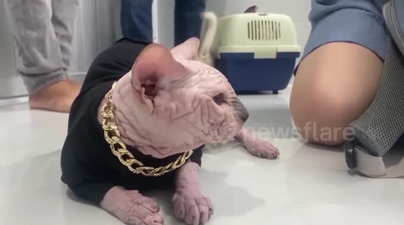 Vietnamese youth love and nurture hairless cats like family members
