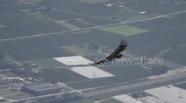 Stunning slow-motion footage show majestic griffon vulture gliding above Swiss Alps