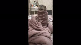 Funny cat went to bed at the command of the owner