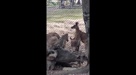 Two kangaroos battling over a girl through a fence.