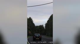 Special rope bridge built to help red squirrels safely cross busy road to reach hazelnuts