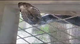 Snake catcher removes deadly cobra caught on window grill in northern India