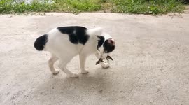 This How Cat Act when Catching Lizard