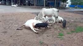 Heartwarming moment as stray cow feeds milk to orphaned piglets in India