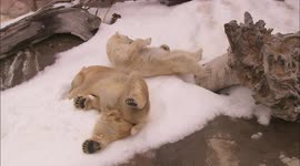 Keepers at US zoo cover enclosure in snow much to polar bears delight