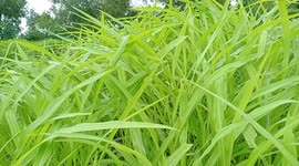 When exposed to grass in nature peacefully without depend anybody