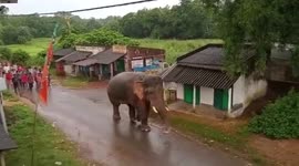 Locals parade behind elephant after it wandered into village in eastern India