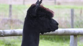 Geronimo the alpaca’s supporters gather to defend his life after Defra rule he must be destroyed