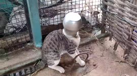 Cat gets head stuck in container after attempting to drink local's milk in southern India
