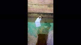 'Hell no!' Tourist finds huge tarantula hiding inside roll of toiler paper