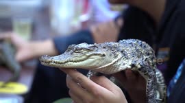 A cafe in Vietnam that feeds wildlife for tourists to visit