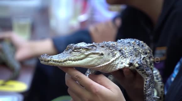 A cafe in Vietnam that feeds wildlife for tourists to visit