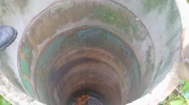 Calf rescued after falling into five metre deep well