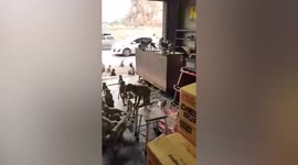 Hungry wild monkeys storm into shop in Thailand